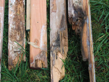 Beehive damaged wood studs