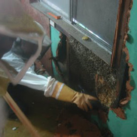 Beehive Removal from House