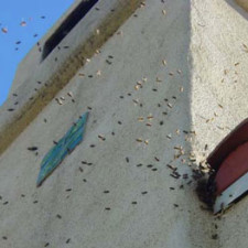 Bee Swarms and Stings from an active hive