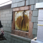 Central Virginia Beehive removal from homes