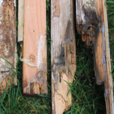 Beehive damaged wood studs